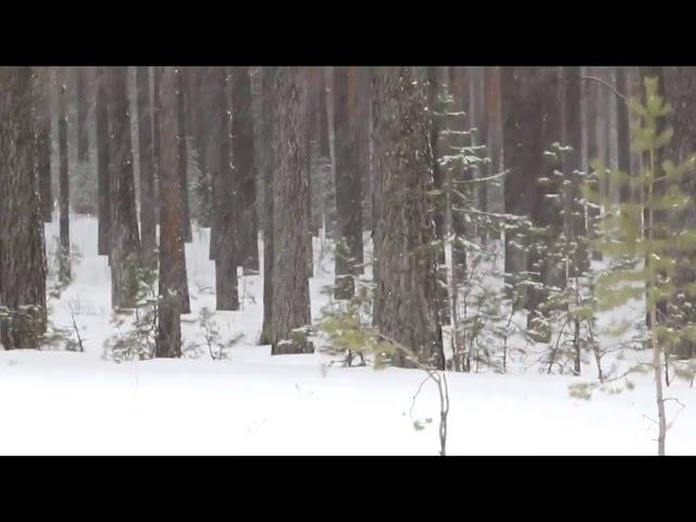 Леший, видео жителей г. Катав-Ивановска