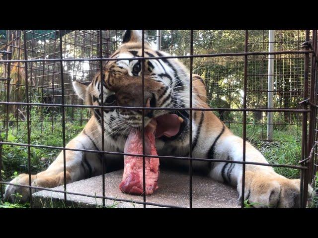 TIGER EATING Breakfast!!