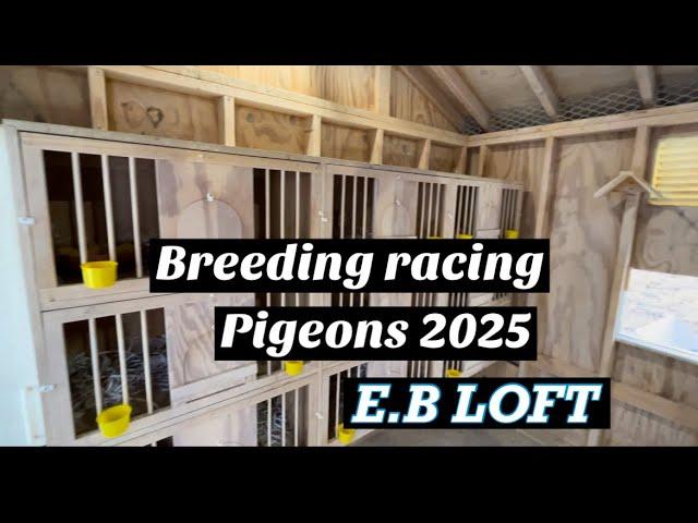 Breeding pigeons for 2025 has begun