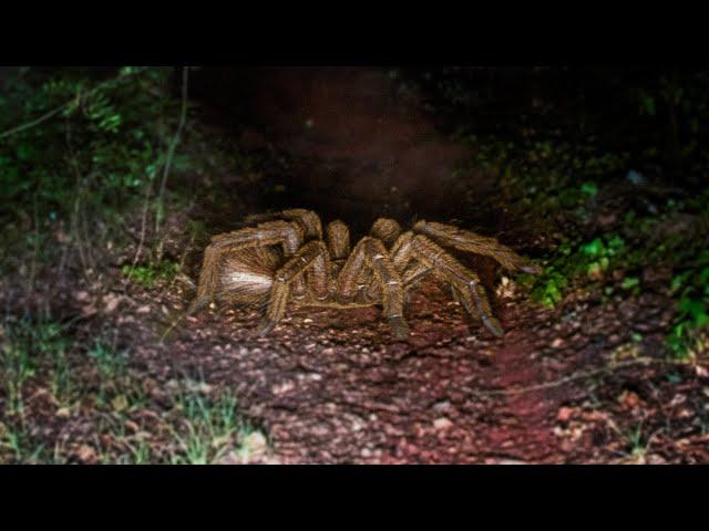 3 SCARY J'ba Fofi Sightings: Giant Tarantula Cryptid From The CONGO | VHS Analog Horror