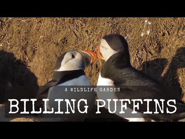 A Pair of Puffins Billing