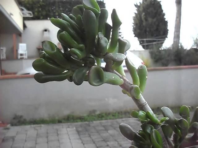 crassula portulacea-order: saxifragales