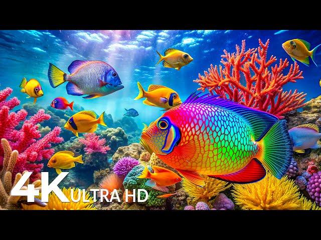 DREAM AQUARIUM 4K  Explore The Underwater Wonderland  Fish Tank Sounds for Sleep - 4K UHD Video