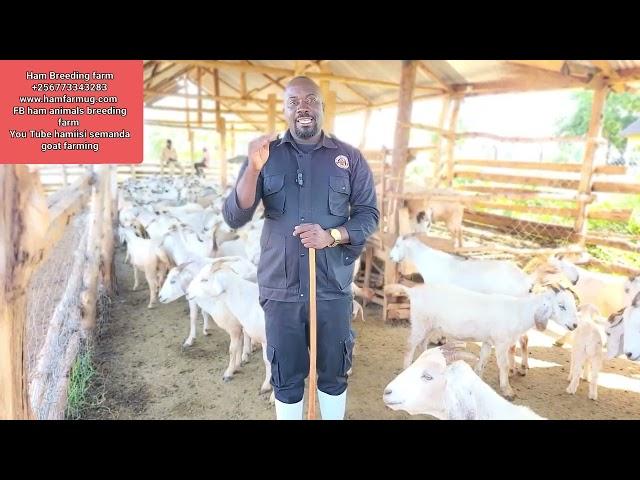 What u must do to succeed in goat farming ( How to organise your management  and manage your farm )