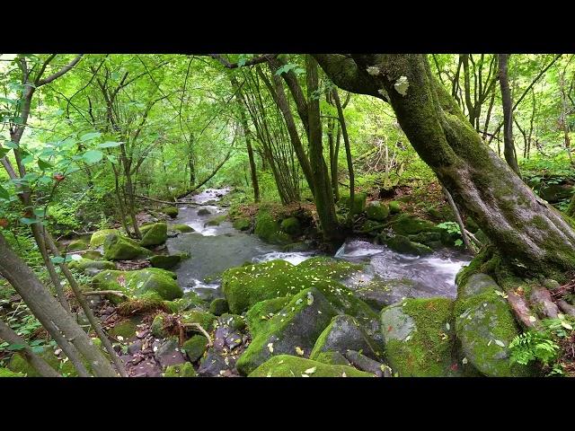 Peacefull Forest Symphony, Birds Chirping and Stream Sounds