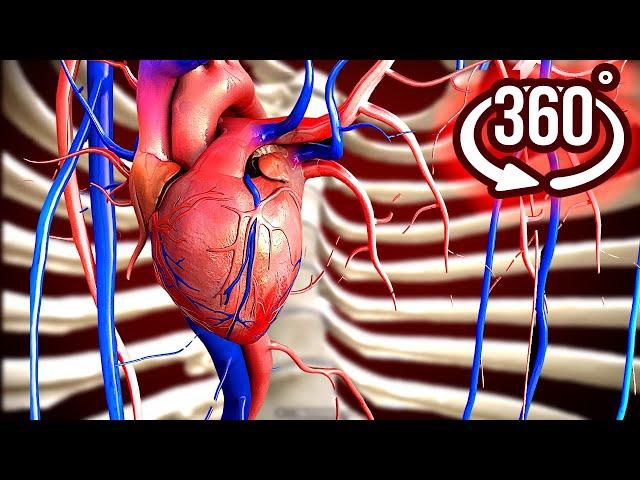 360 Inside Human Body 2 Vr 360 Video Roller Coaster