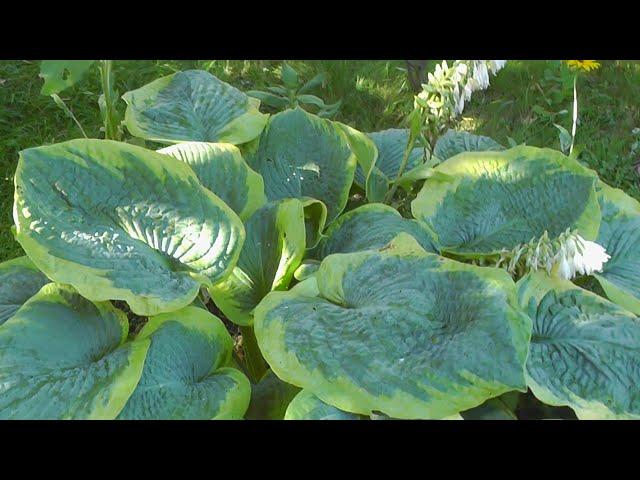 Хоста Франсес Вильямс - Hosta Frances Williams