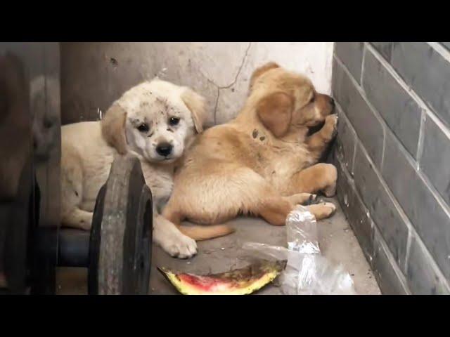 Puppies Abandoned As Trash, When Someone Approaches, Cuddled Up In Fear