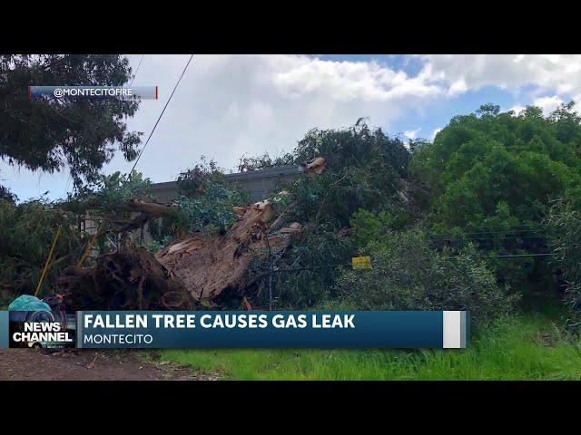 High winds knock down tree causing active gas leak on Channel Drive in Montecito