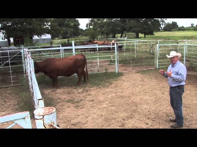 Using Natural Cattle Behavior to Move Cattle