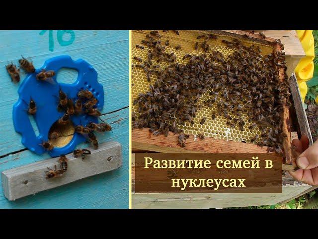 Открываем летки | Состояние пчел после заселения  в нуклеус первый день\неделя!