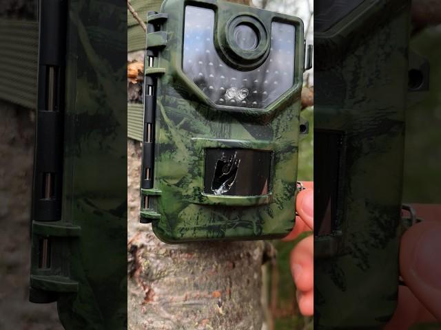 Catching the culprit that broke my camera #wildlife #mystery #trailcam