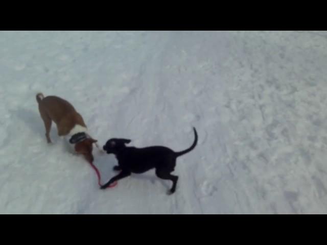 Басенджи Венди и Моня на прогулке . Ульяновск . Basenji Wendy and Monya walking