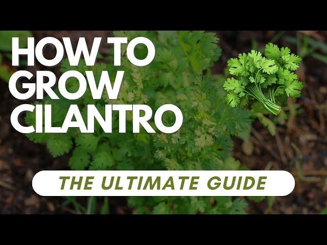 How to Grow Cilantro - The Ultimate Guide