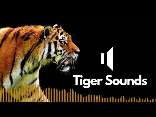 Tiger Sound Effects (Roar) | No Copyright