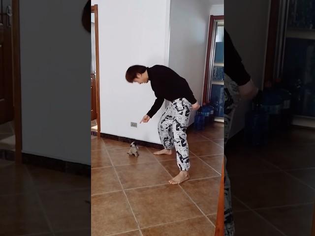 The best dance battle you'll ever see...  #shorts #puppy