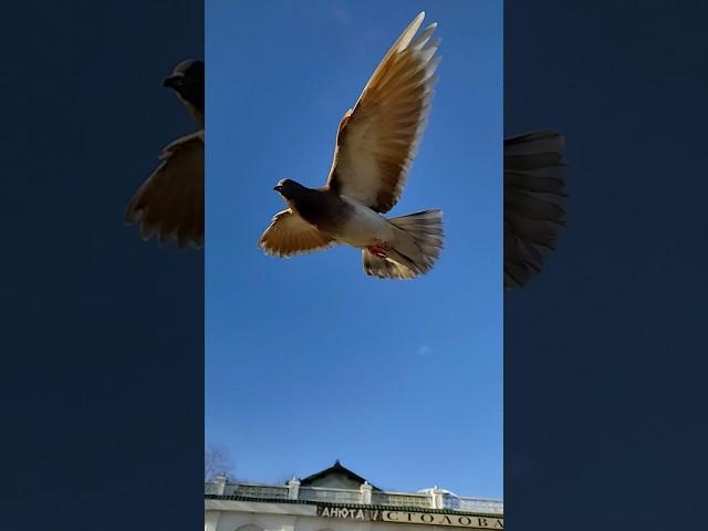 Снимаем красоту для вас а вокруг голуби летают))