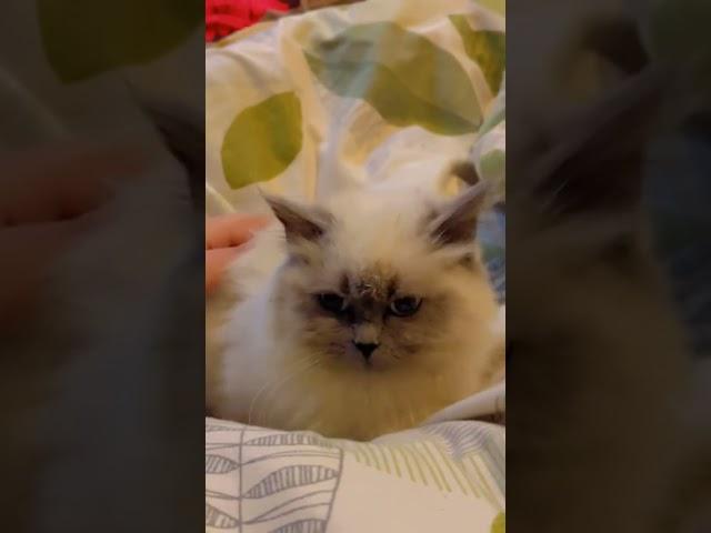#cat