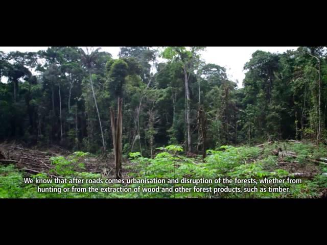 A forest of opportunities in Ecuador