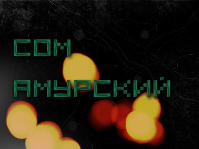 Русская рыбалка 3.9 [ Ловим сома амурского. ]