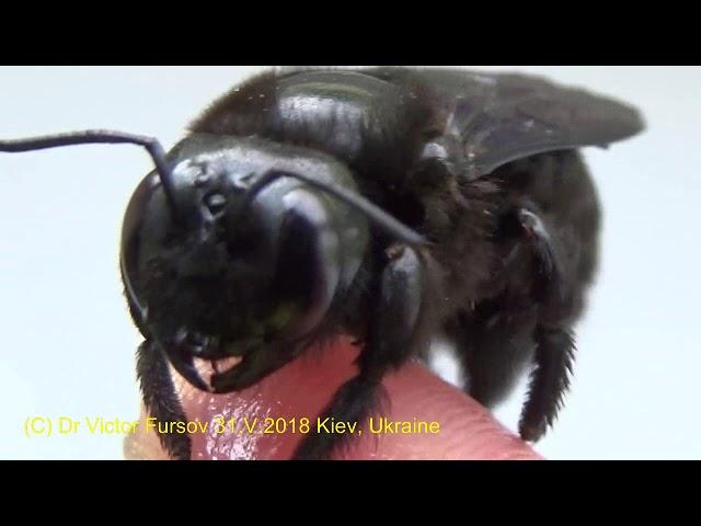 Angry Monster or Kind Carpenter Bee? Who is It? How Do They Live? Bee Xylocopa violacea (Apidae).