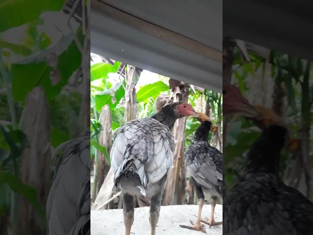 anakan ayam kampung