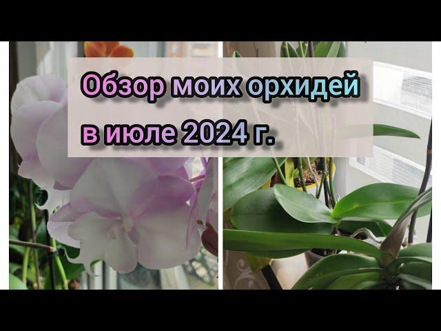 Обзор моих орхидей в июле 2024 г.#обзор#flowers#orchid#original#орхидеи