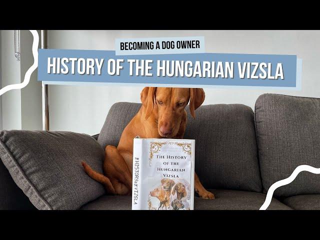 The Fascinating History of the Hungarian Vizsla | Magyar Vizsla Origins