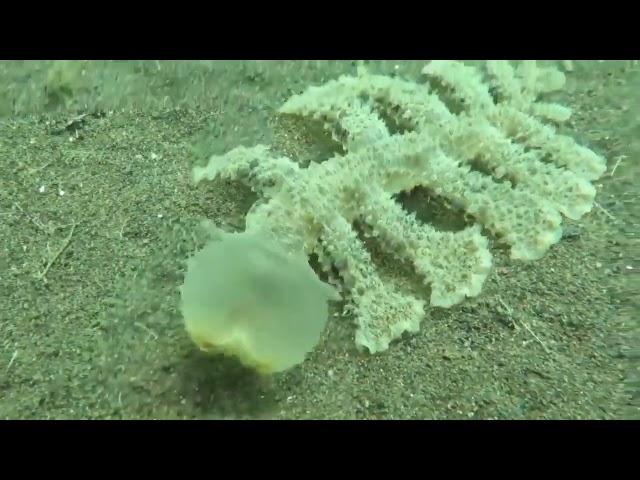 The bizarre sea slug, Melibe viridis, uses its head as a net to catch food.