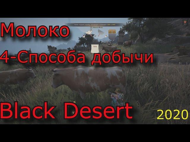 black desert Молоко несколько способов  добыть в bdo