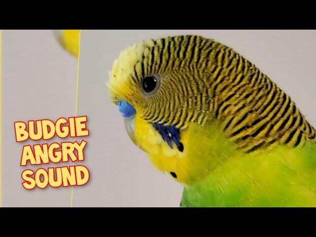 Budgie making a Angry Sound! Cute budgie