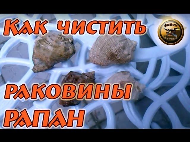 Способы очистки раковин рапана Как и чем чистить раковины рапан (ракушки)