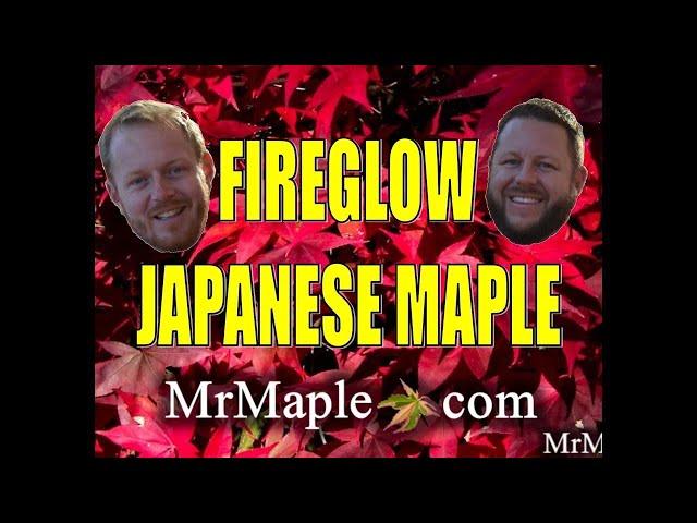 FIREGLOW JAPANESE MAPLE - JAPANESE MAPLES