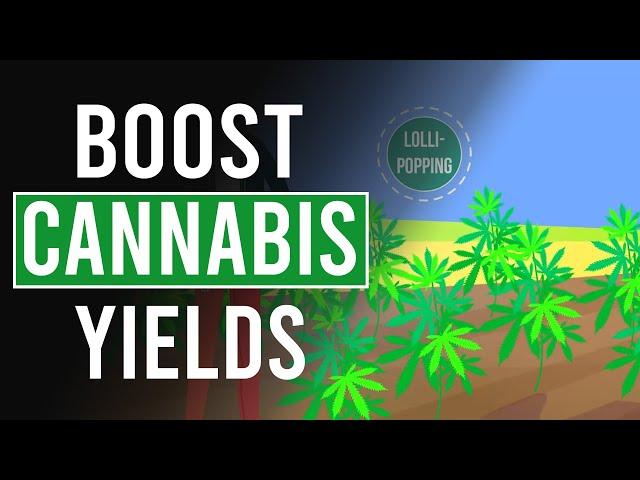 Boost Cannabis Yields with Lolli-Popping!