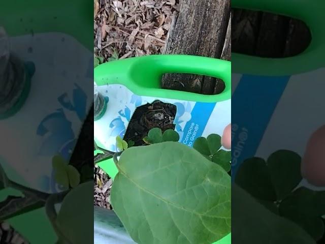 I recycled plastic bottle containers and create them into Garden Planters they worked out amazingly