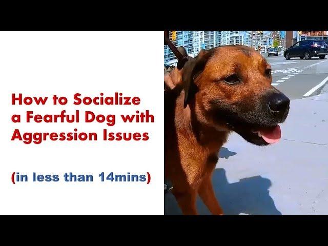 How to Socialize a Fearful Dog with Aggression Issues - Angel Gets Her Wings