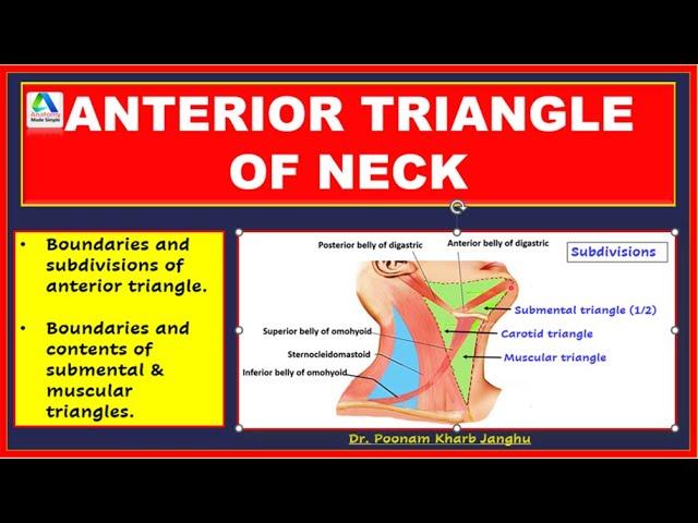 Anterior Triangle of the Neck | Anterior Triangle Neck Anatomy  - boundaries, subdivisions |