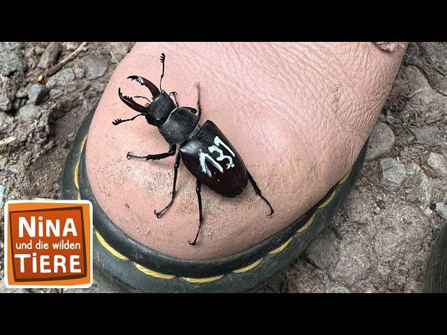 Der Hirschkäfer-Kampf | Reportage für Kinder | Nina und die wilden Tiere