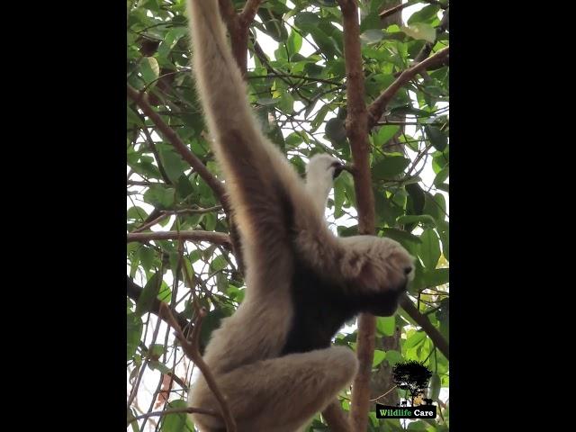 Animals Lovely | WC_00026  #wildlifecare #animal #gibbon