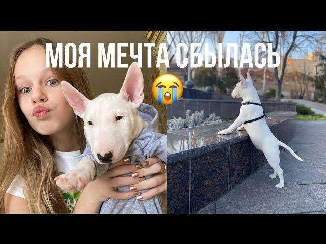 МОЯ МЕЧТА СБЫЛАСЬ || МЫ КУПИЛИ СОБАКУ ||