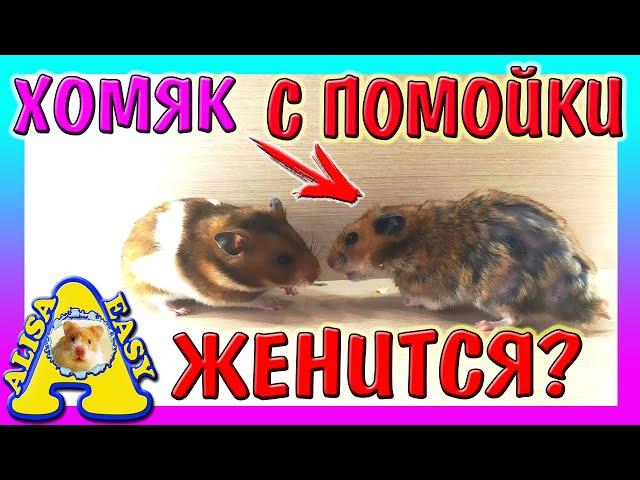 ХОМЯК С ПОМОЙКИ - КТО НЕВЕСТА? / КОГДА БУДУТ ХОМЯЧАТА? / свадьба Хомки / hamster / Alisa Easy Pets