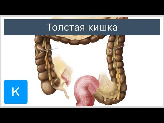 Толстая кишка - Анатомия человека | Kenhub