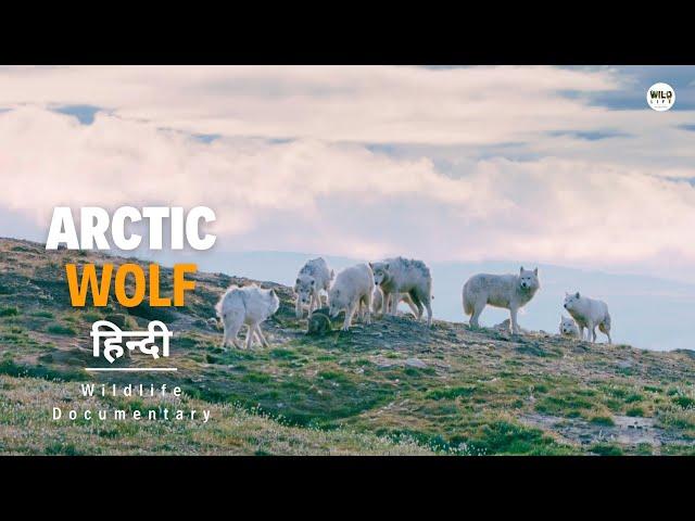 Arctic Wolf - हिन्दी डॉक्यूमेंट्री | Wildlife documentary in Hindi