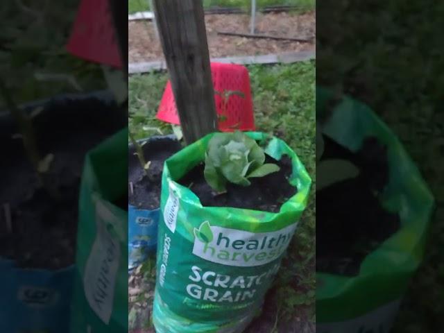 I  reused a chicken feed bag and turned it into garden gold recycling hack for the whole world