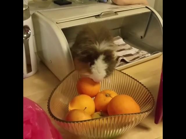 A fruit thief in the kitchen!