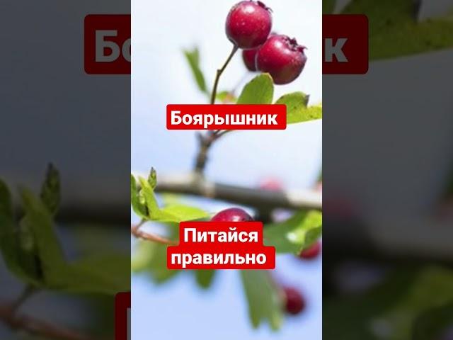 Боярышник  польза для организма #здоровоепитание #питайсяправильно