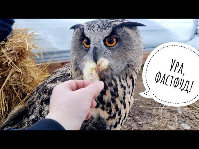 Kofi the owl tasted a rat, Poirot the cat took food out of my hands for the first time