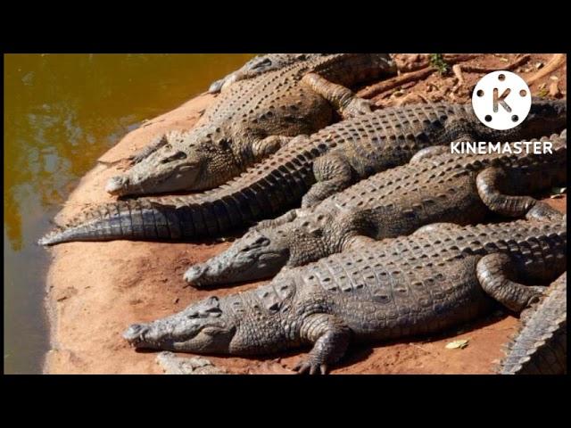 guentou diassite,, crocodiles par serigne djily