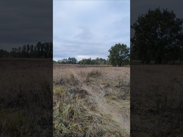 Український лісостеп Ukrainian forest-steppe