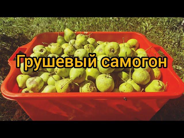 Самогон из груши